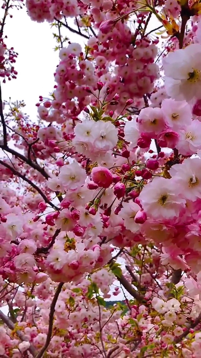 春有约 花不误 年年岁岁不相负