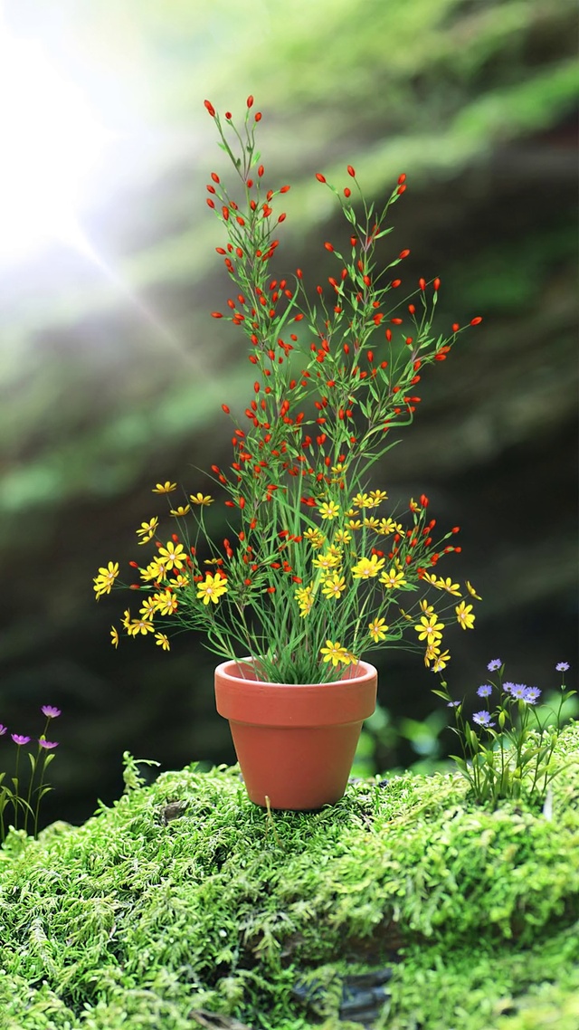 花开富贵