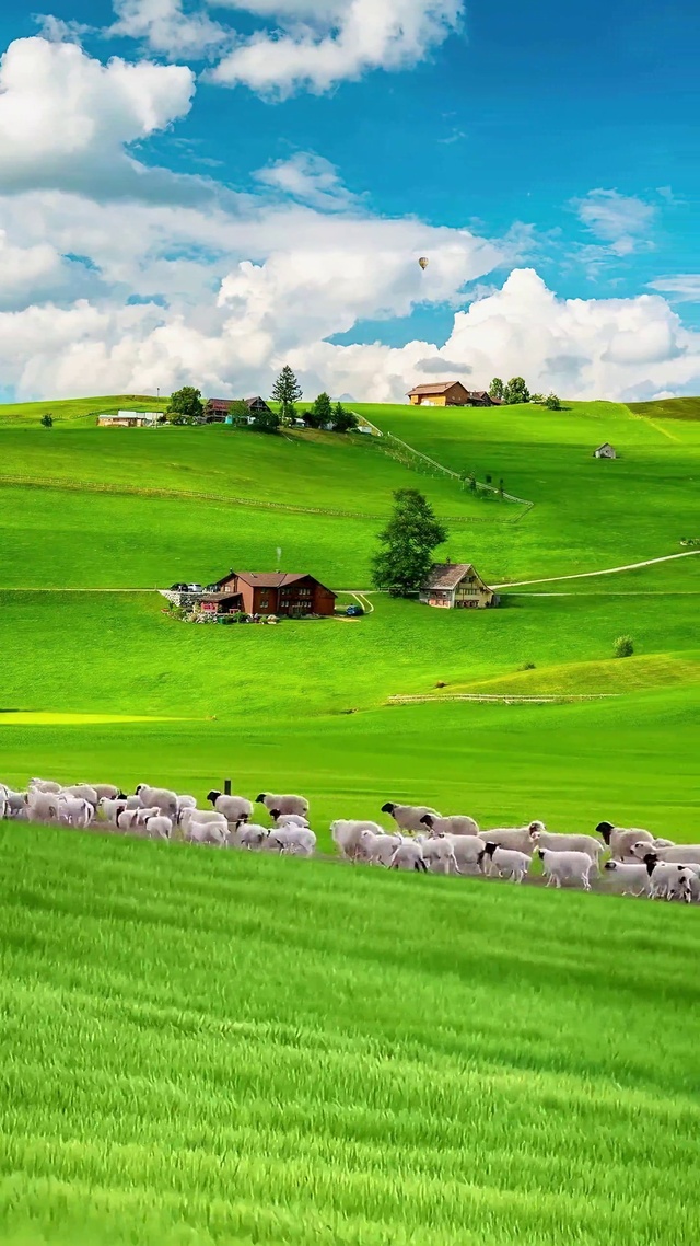 风吹草低见牛羊