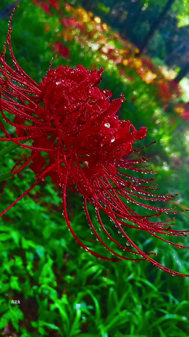 彼岸花 风景手机动态壁纸 风景手机壁纸下载 元气壁纸