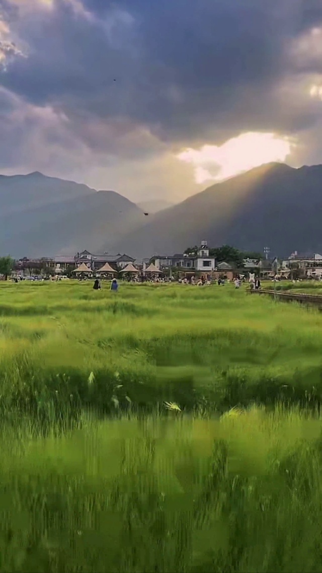 麦田