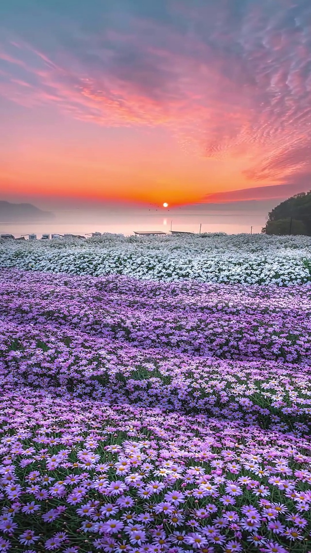 唯美紫色晚霞小雏菊花海