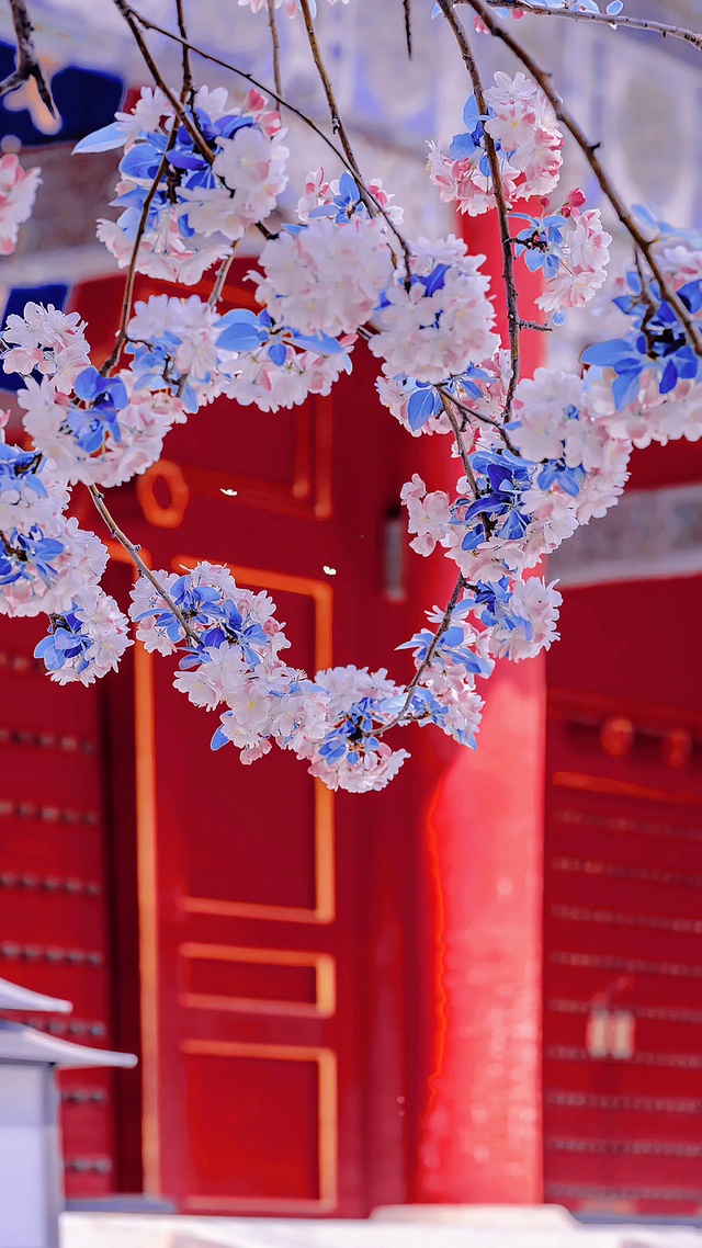 海棠花 鲜花