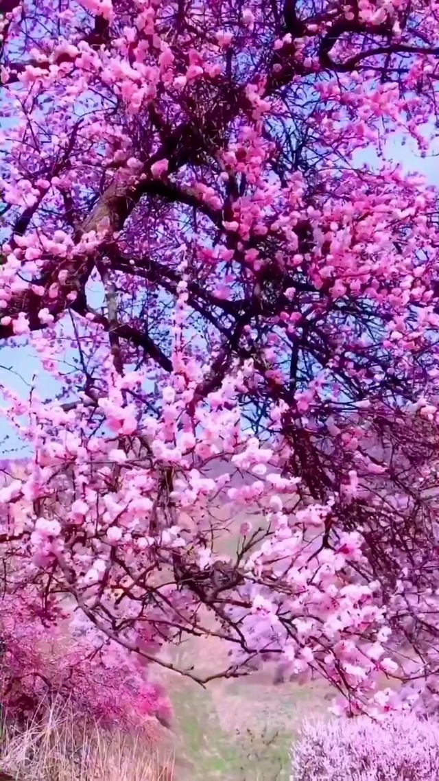 繁华似锦满山坡，乘风揺缀艳丽朵，日月穿梭瞬间过，山河美好挥笔墨🍁🍁🍁🍁🍁🍁