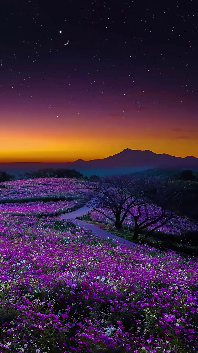 夕阳余晖下的花海