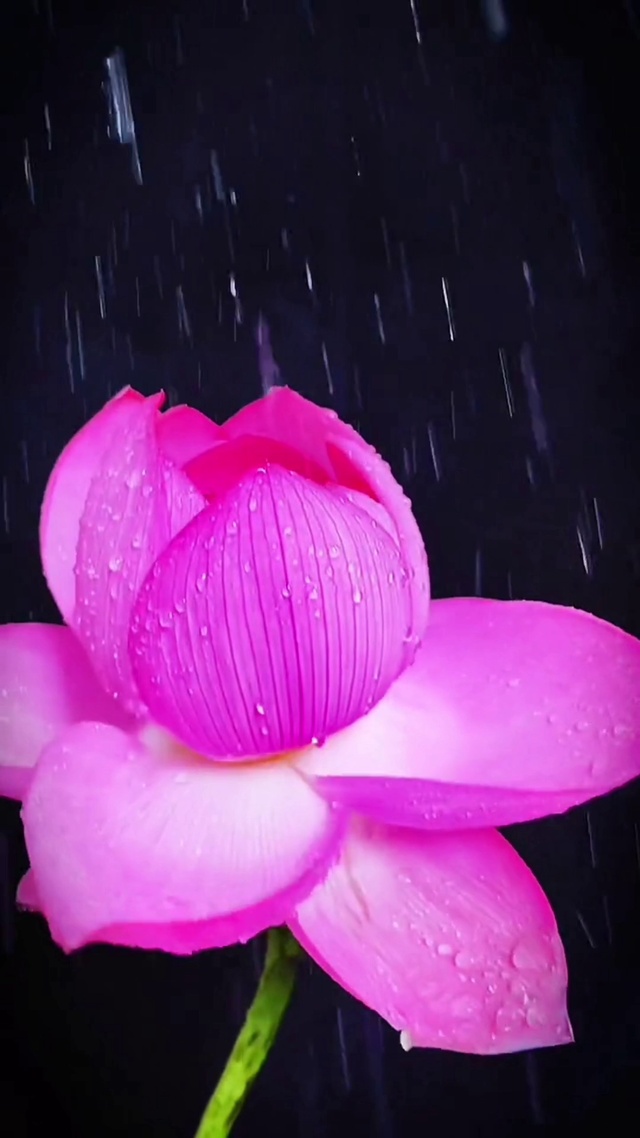 雨中莲花