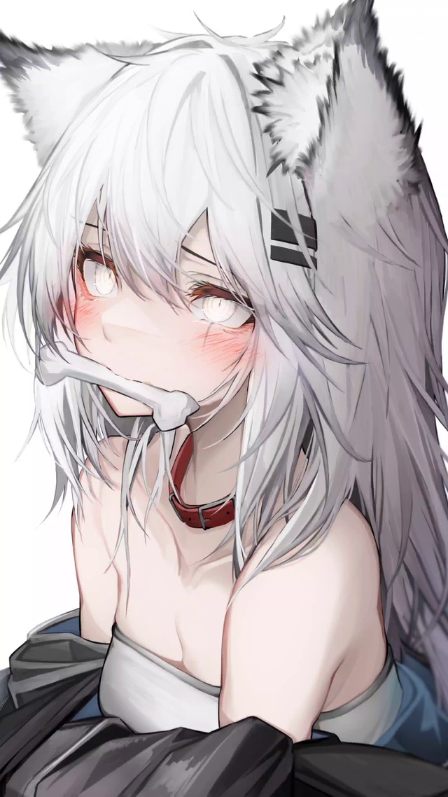 超好看的拉狗4k