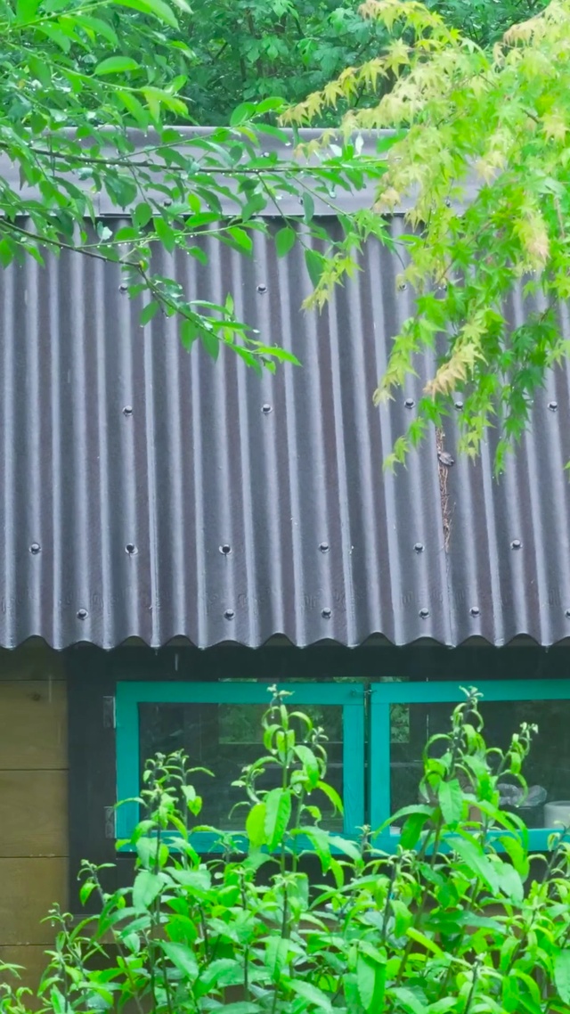 夏日清凉雨天树林小屋