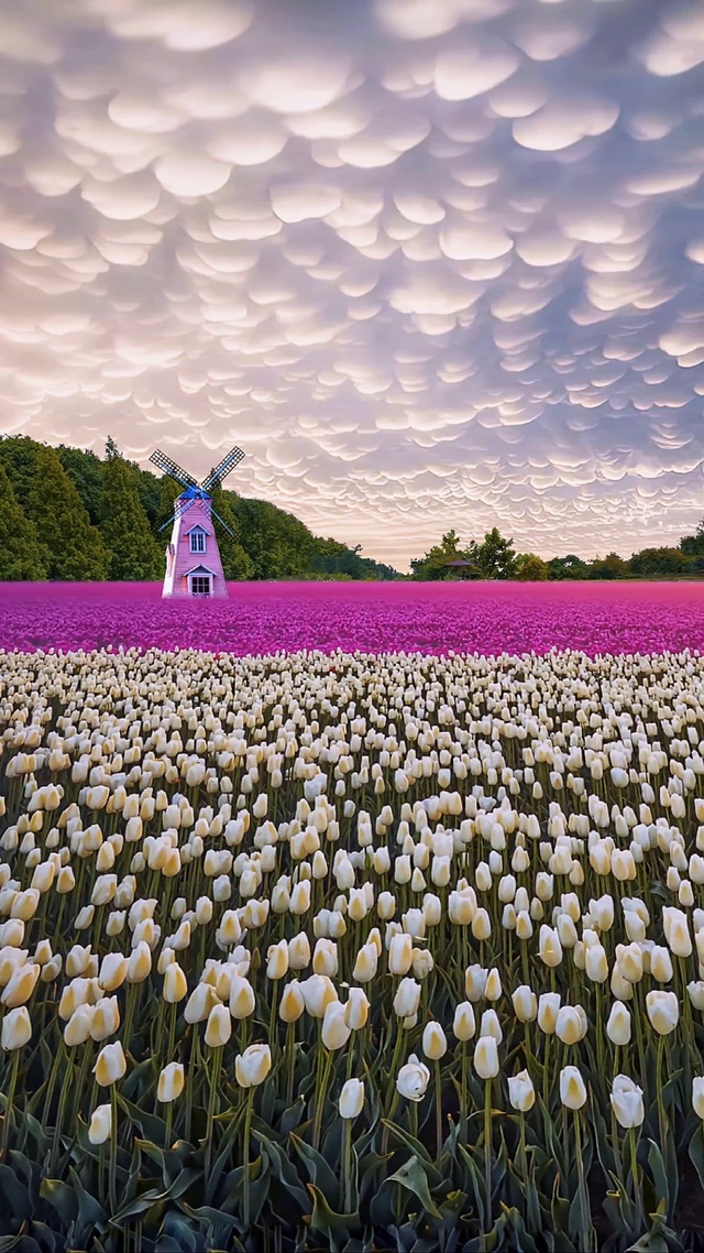唯美郁金香花海