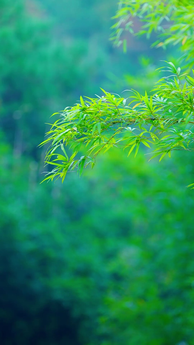 唯美绿竹超清(风景手机动态壁纸) - 风景手机壁纸下载 - 元气壁纸