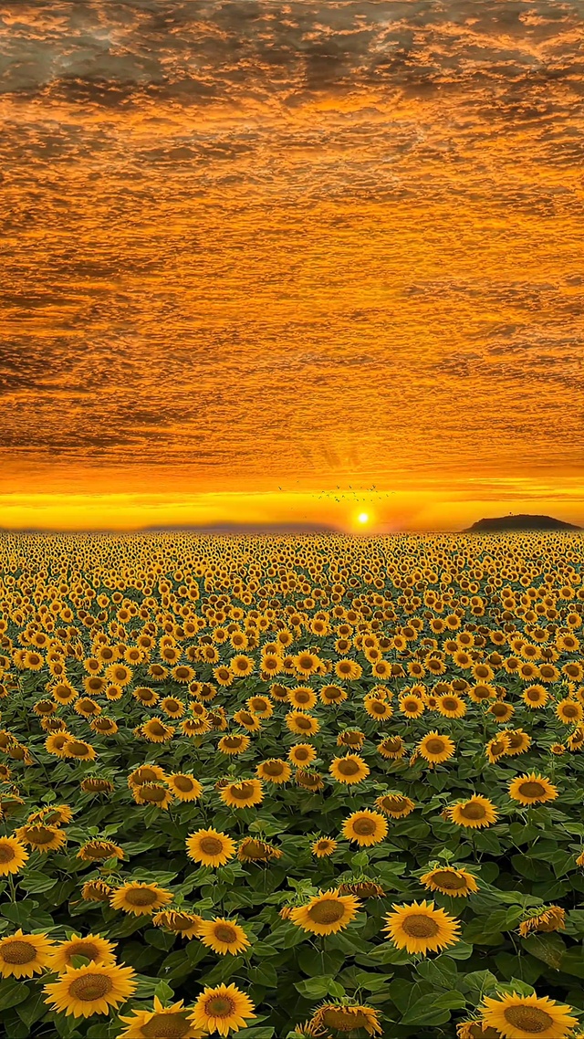 唯美向日葵花海