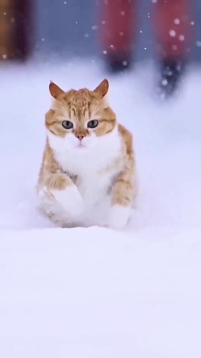 猛虎下山了