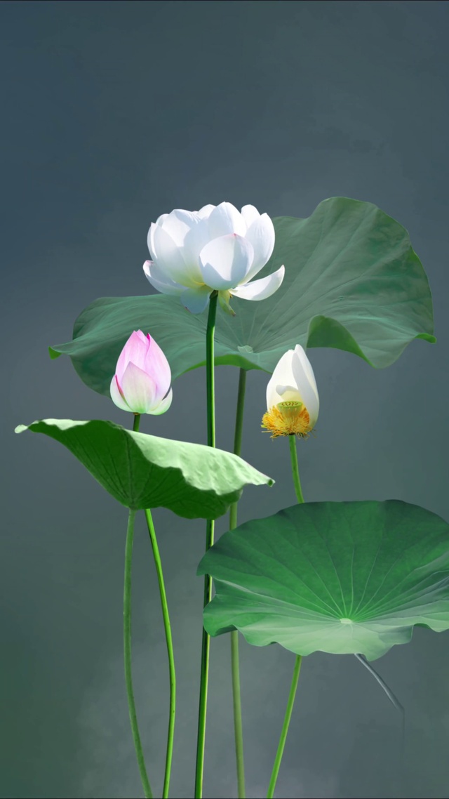 动态荷花壁纸