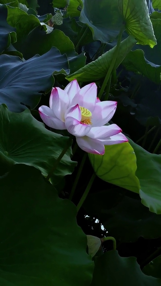 出淤泥而不染 濯清涟而不妖