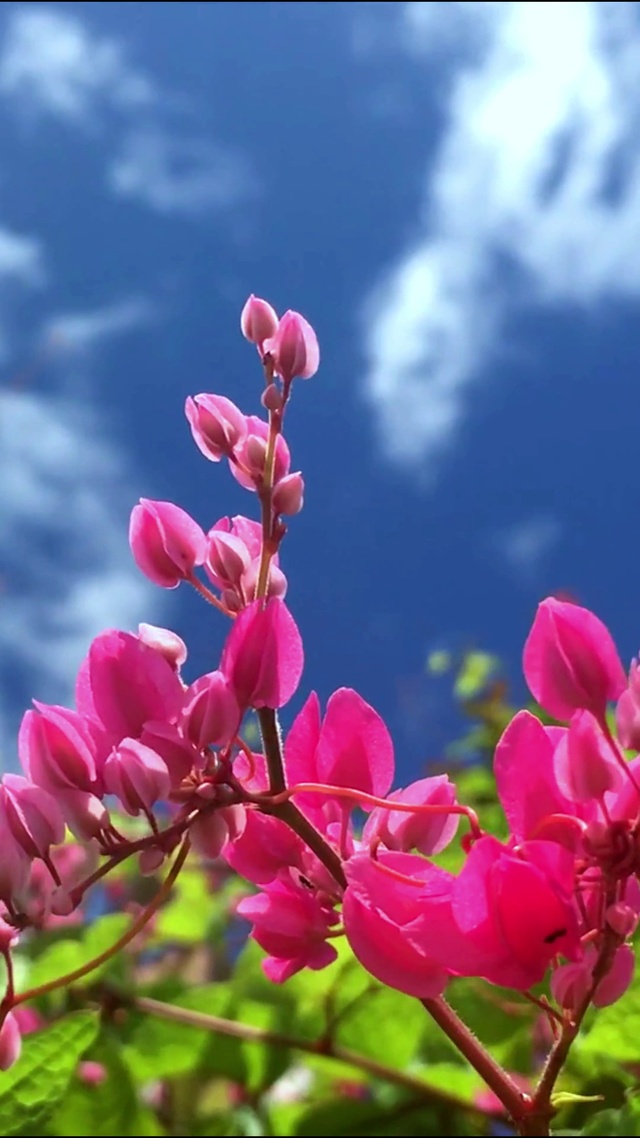 唯美花海蓝天4K