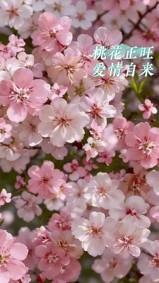 旺桃花，爱情自来