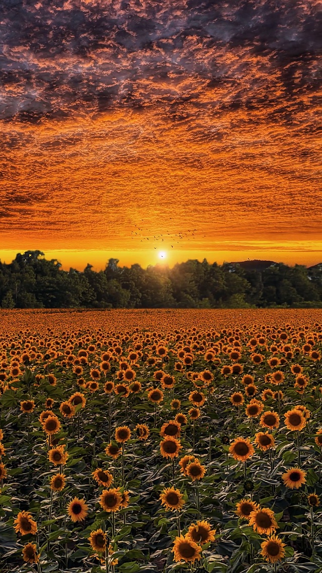 我的眼中只有你