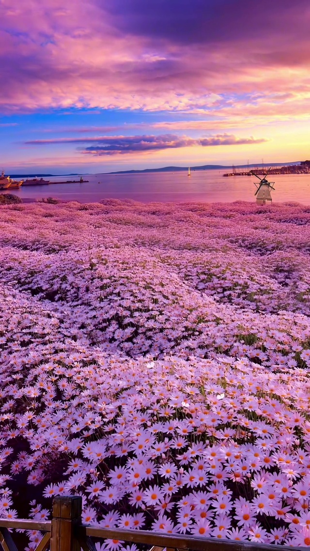 小雏菊