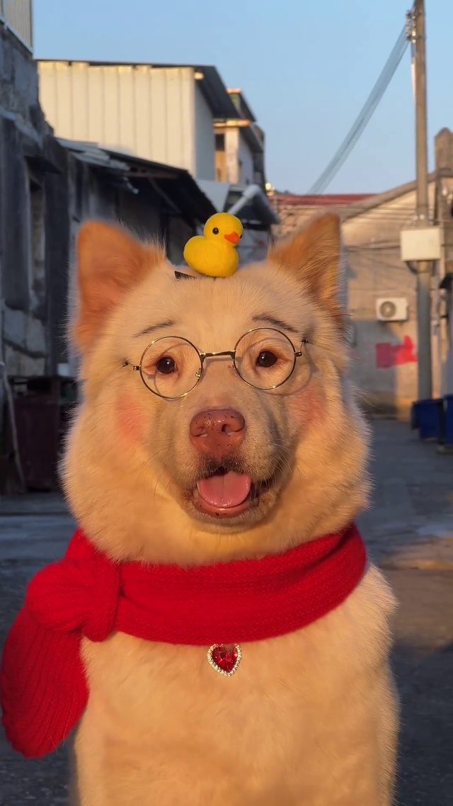 今日份被迫营业的汪星人