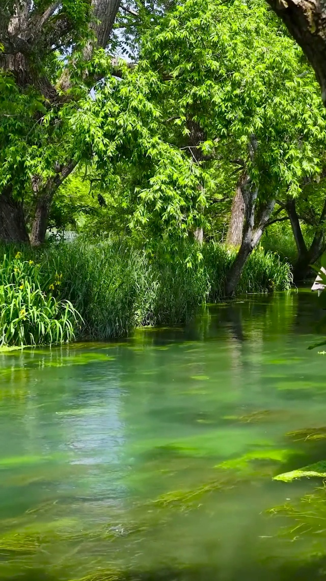 护眼绿林溪流水车