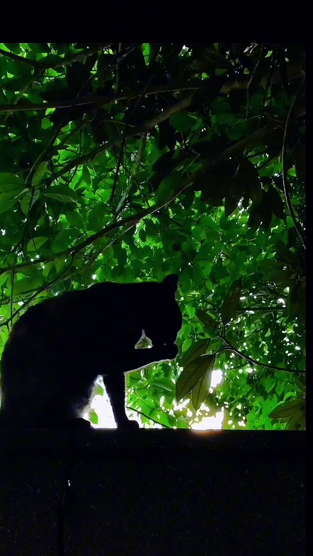 大树下幽会的猫咪