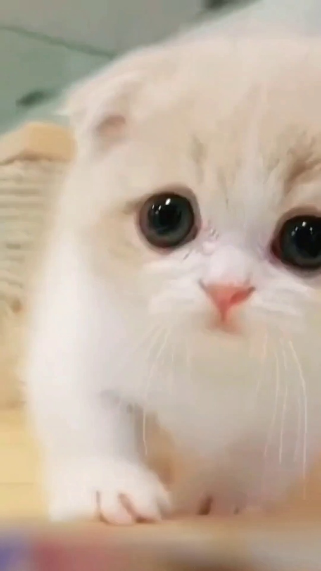 可爱猫咪治愈你