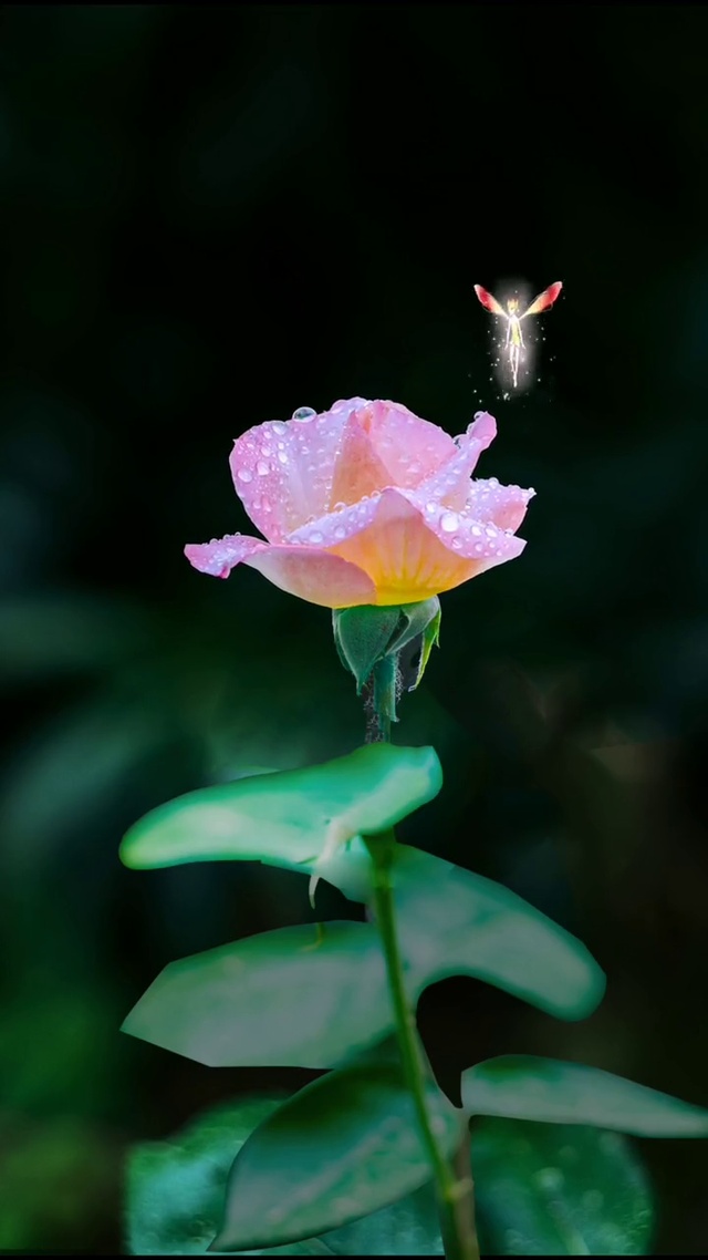  我以为我百毒不侵，却唯独对你上了瘾%࿆赏࿆花࿆🌸࿆听࿆音乐࿆🎶 