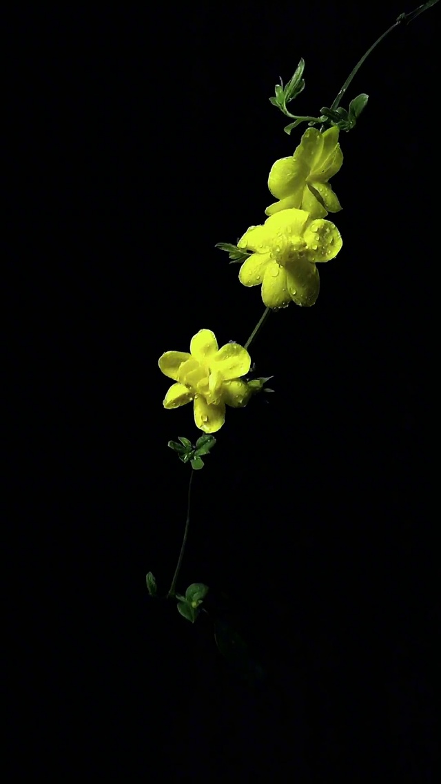 你越在意什么，什么就会越折磨你,生活本就不易，不必渴求别人的理解和认同，静静的过自己的生活就好，心若不动，风又奈何，你若不伤，岁.月无恙