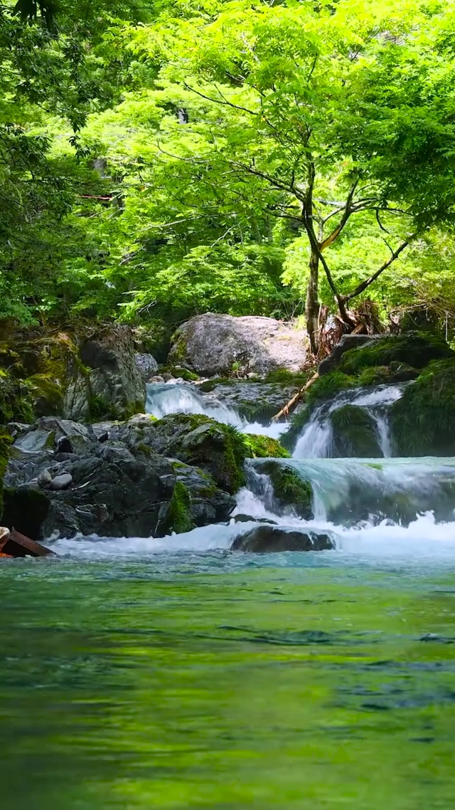 夏日护眼绿林流水
