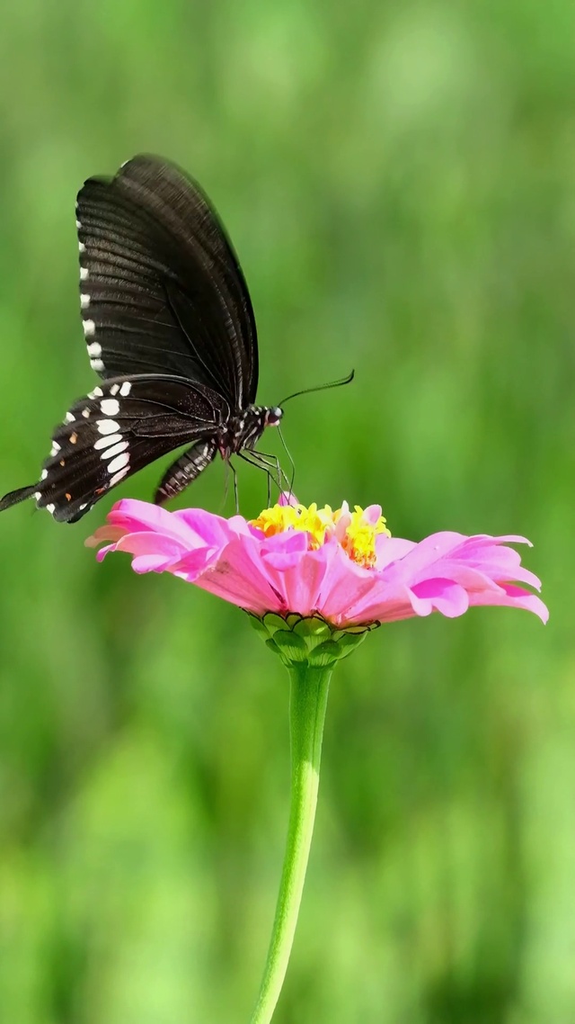 蝶恋花