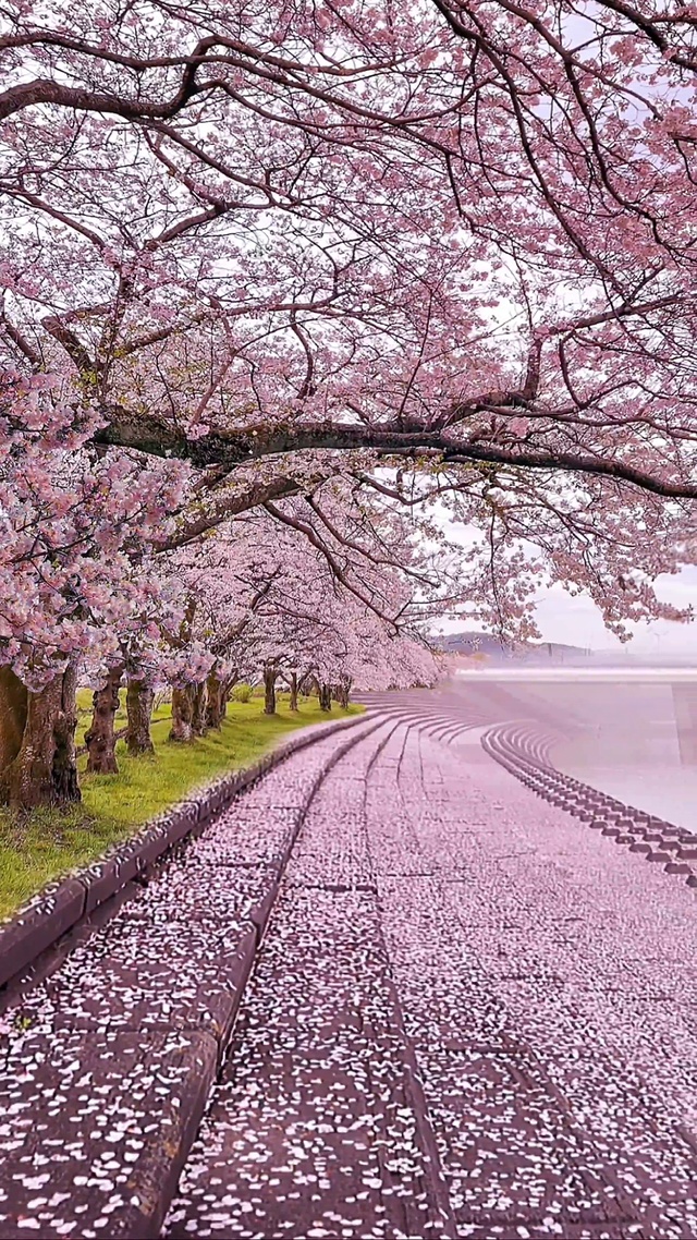 浪漫樱花