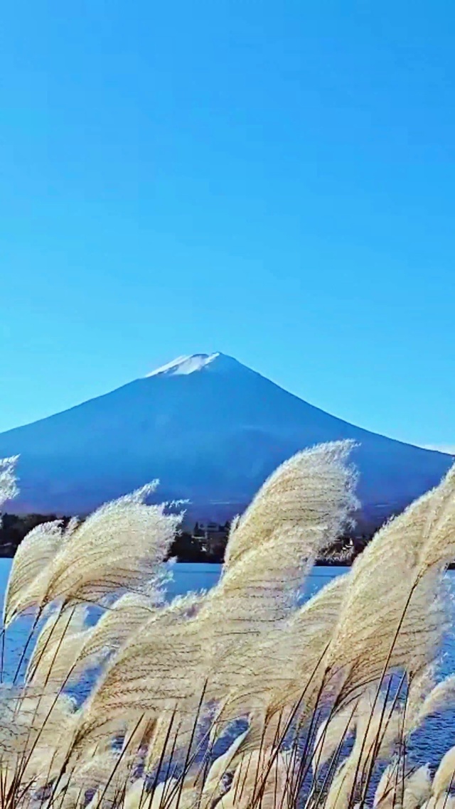 唯美芦苇雪山4K