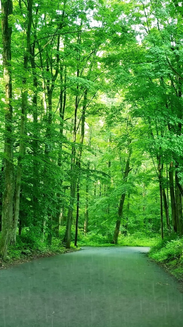 雨水倾泻，万物生长