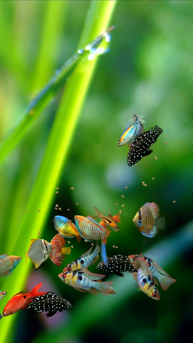 护眼鱼群