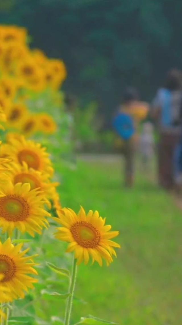 4K唯美日系小镇夏日向日葵