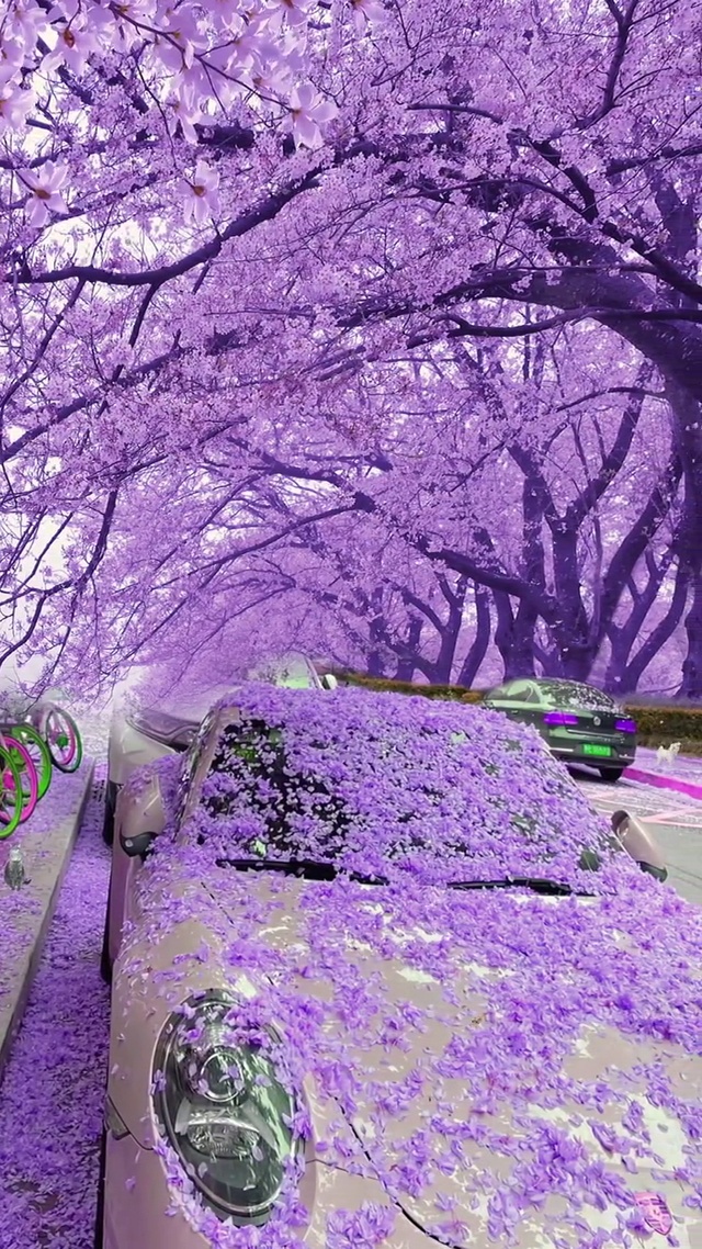 樱花🌸是浪漫的代表