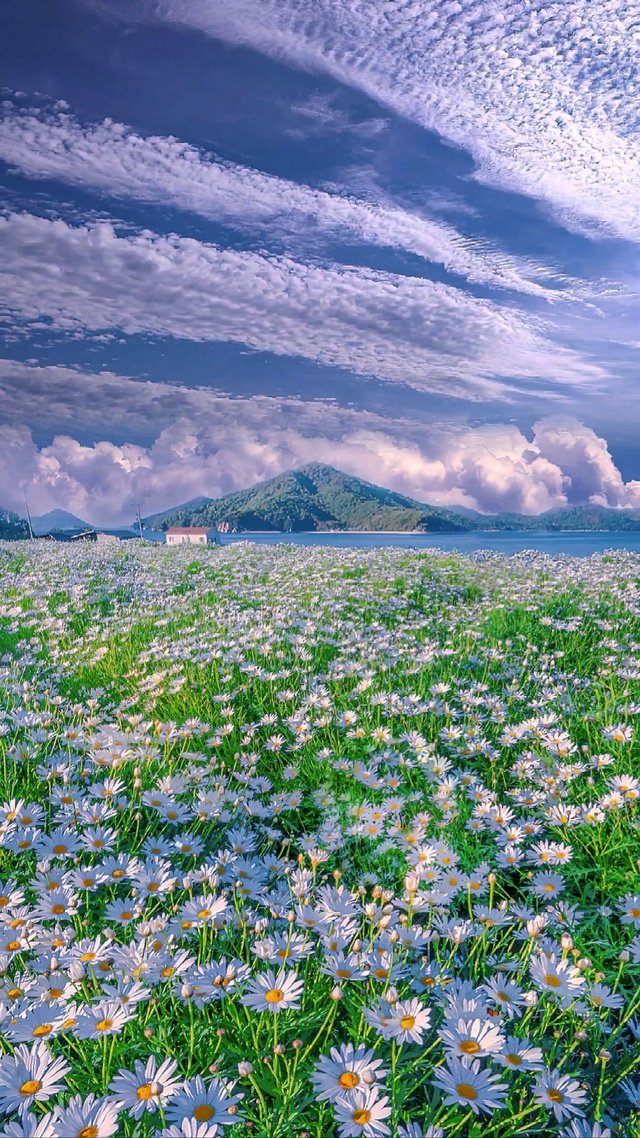 唯美雏菊