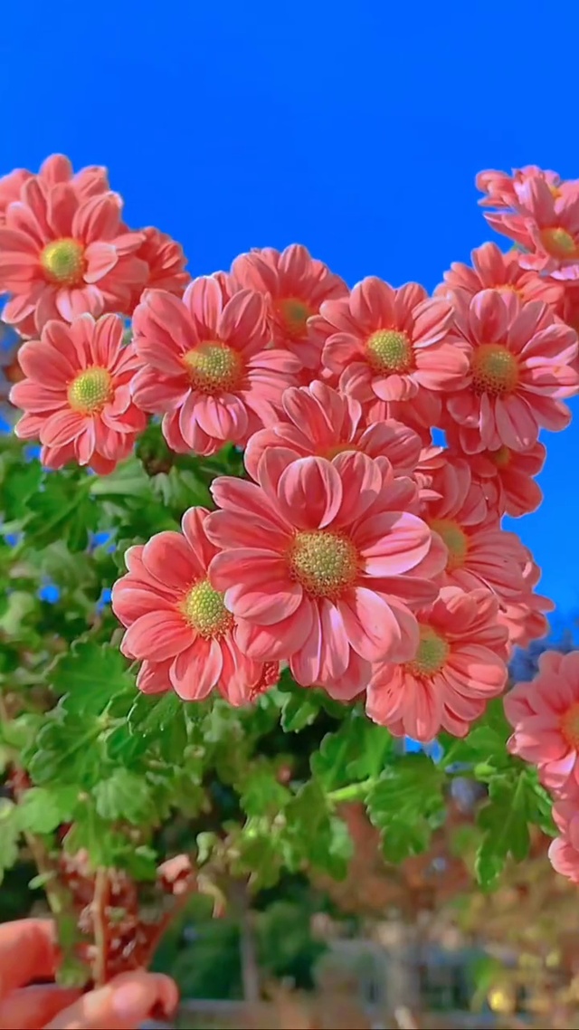 阳光万里 鲜花灿烂