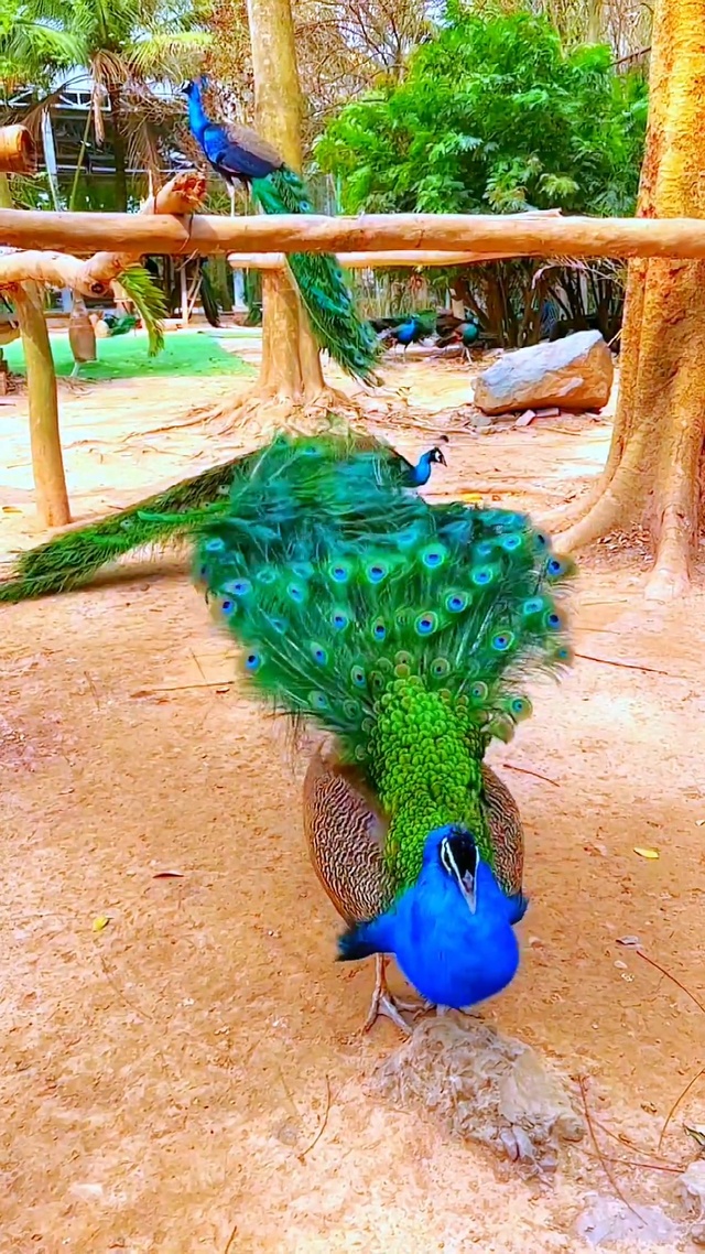 孔雀开屏 见者好运