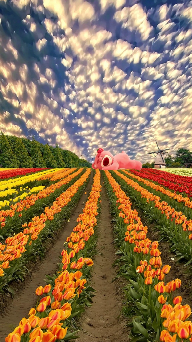 可爱郁金香花海