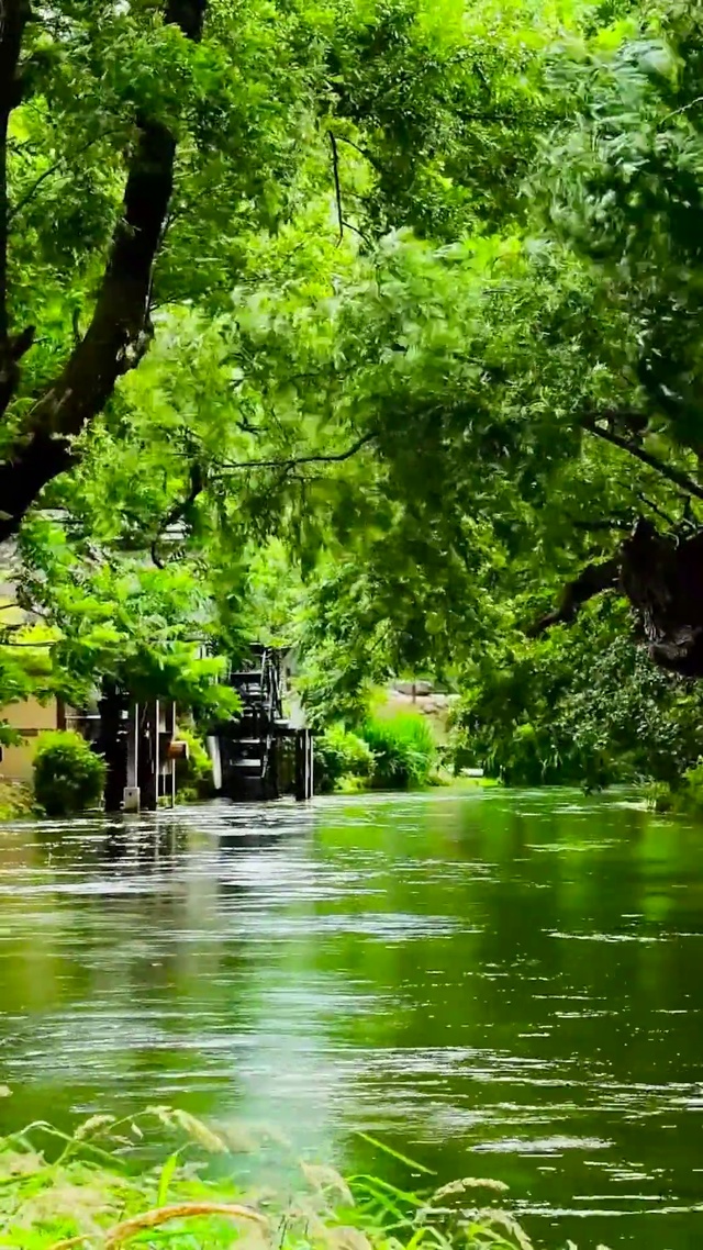 夏日护眼绿林流水