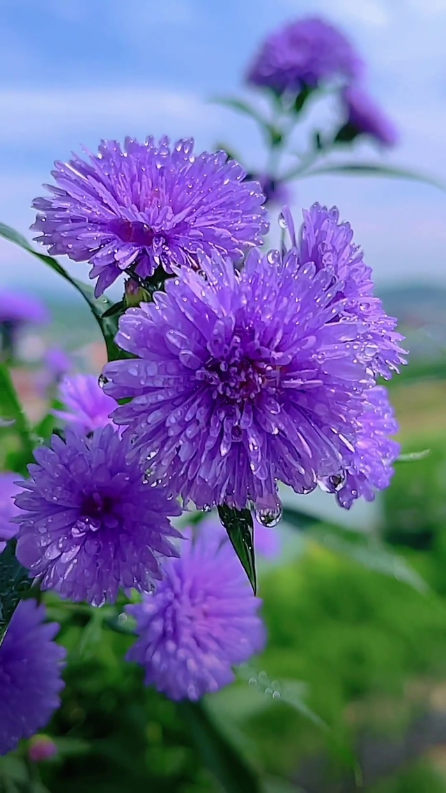 花开半夏，如诗如画