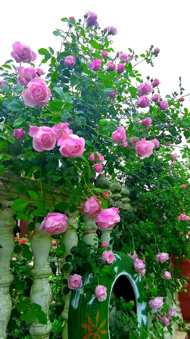 春暖花开 爱会到来