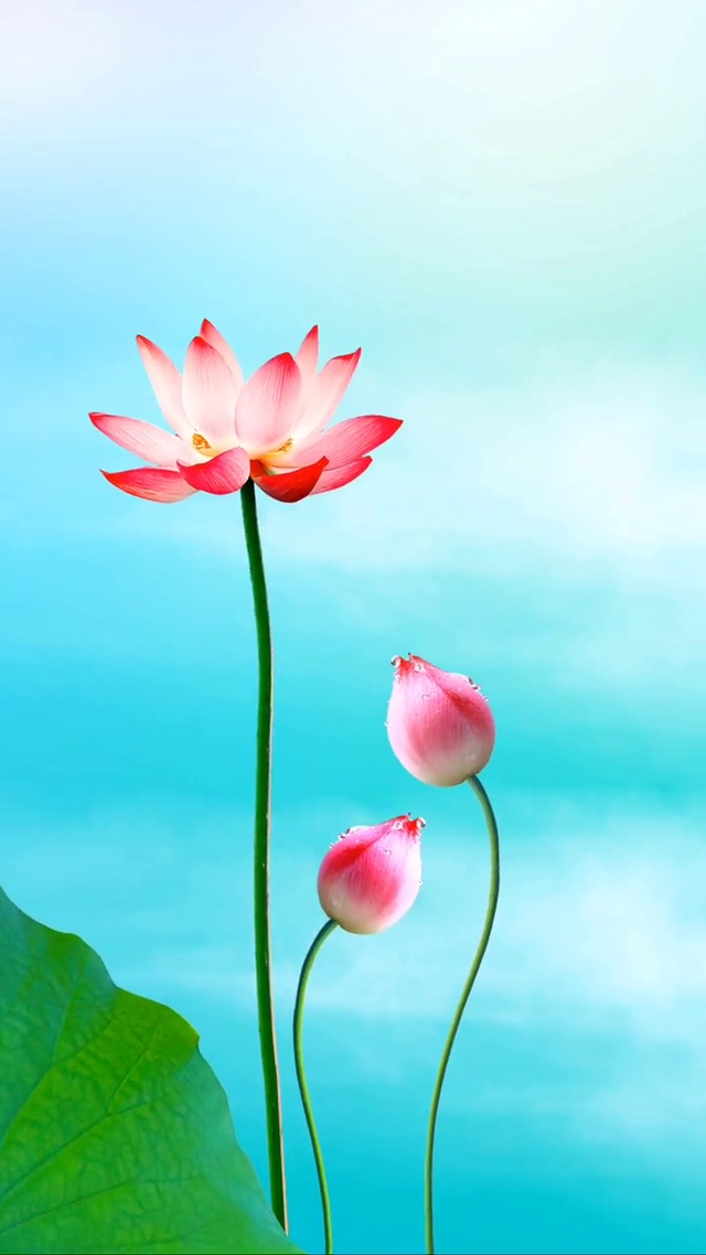 清风自来
