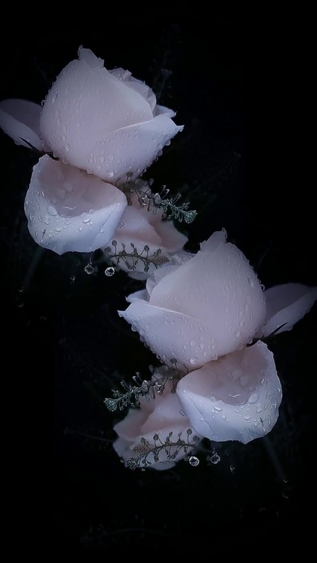 一草一木一模样