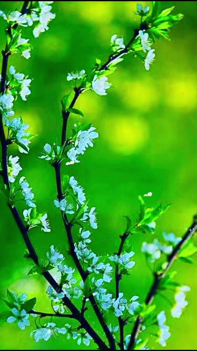 梨花带雨