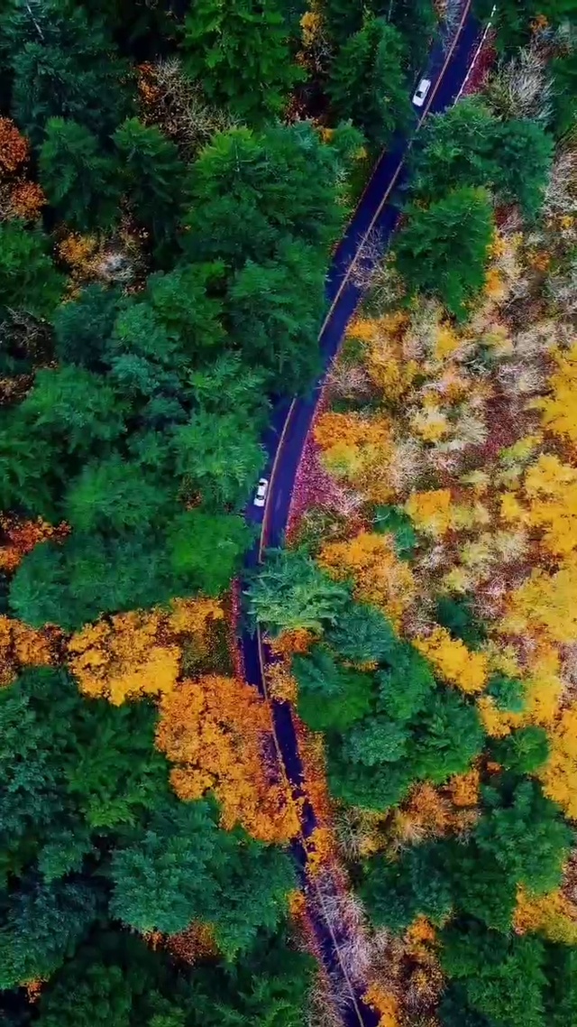 森林道路
