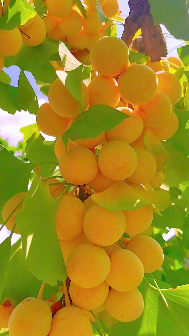 秋已至，硕果累累