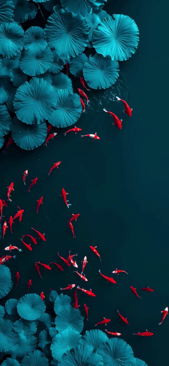荷塘-锦鲤 4k