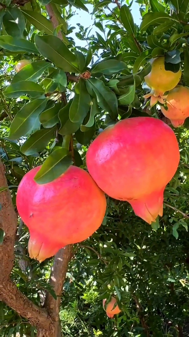 收获的季节